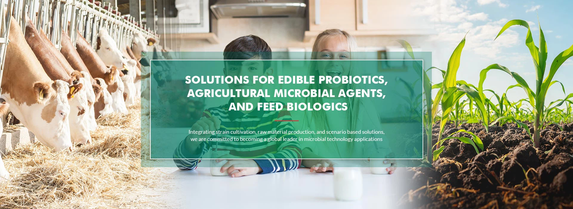 Solutions for edible probiotics, agricultural microbial preparations and feed biological preparations
