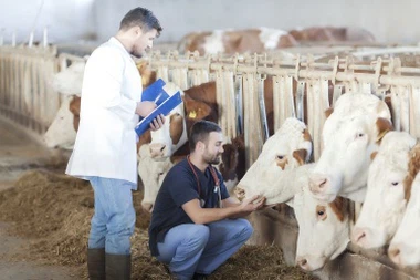 A Clostridium butyricum alkalmazása az állattenyésztésben